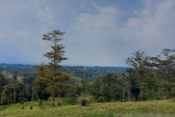 PTPN VIII komitmen jaga lahan konservasi di perkebunan kelapa sawit