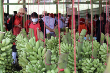 BRIN ungkap Indonesia punya pisang lokal lebih dari 300 jenis