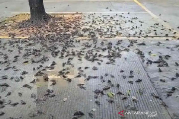 DKPPP Cirebon: Kematian ratusan burung pipit karena cuaca ekstrem