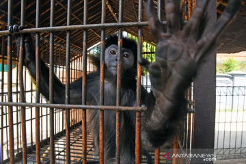 BKSDA Banten amankan Lutung Jawa dan siap dilepasliarkan kembali