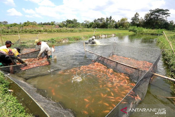 Program elektrifikasi pertanian dongkrak produktivitas budidaya nila