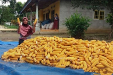 Legislator sarankan pakan ternak gandum atasi tingginya harga jagung