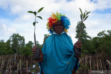 Restorasi hutan mangrove di Papua Barat