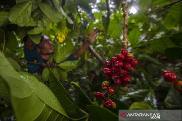 Kopi Liberika, mutiara hitam penyelamat gambut