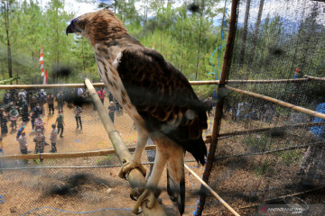 Pelepasliaran burung elang brontok di hutan lindung Takengon