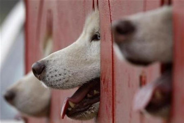 Los Angeles waspadai wabah flu anjing dan leptospirosis