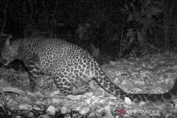 Macan tutul jawa terekam kamera berkeliaran di hutan Sanggabuana