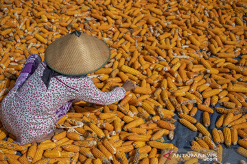 Tidak impor, pemerintah tugaskan Bulog pasok 30.000 ton jagung pakan