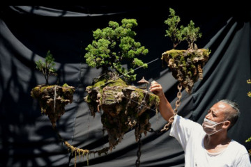 Bonsai melayang jadi topik viral