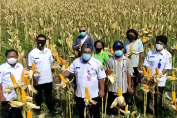 Kabupaten Grobogan Jateng siap pasok kebutuhan jagung peternak