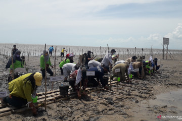 Jaga ekosistem pantai, BPDAS Babel intensifkan rehabilitasi mangrove