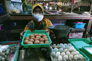 Sejak awal September harga telur ayam negeri di kawasan Jakbar anjlok