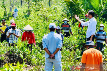 Presiden targetkan rehabilitasi 34 ribu hektare lahan mangrove