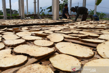 Produksi chips Porang kering