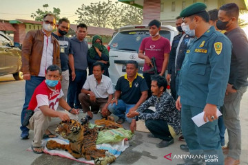 Petugas gabungan menangkap penjual kulit harimau di Kampar Riau