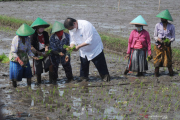 Menko Perekonomian turun ke sawah