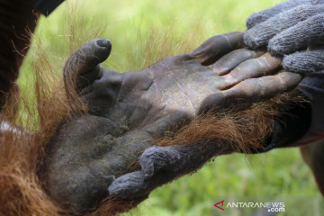 Evakuasi dua Orangutan yang terisolir di perkebunan sawit