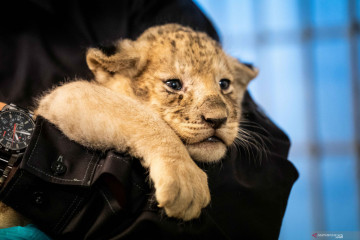 Bayi singa di Kebun Binatang Kopenhagen