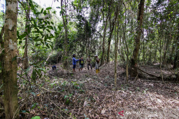 Hutan Desa Bukit Bamba berpotensi sebagai hutan penelitian