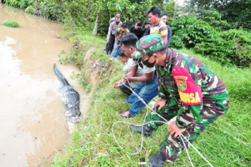 Evakuasi buaya dari penangkaran terbengkalai