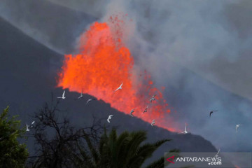 Dampak letusan gunung berapi di Pulau Canary La Palma