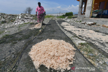 Udang rebon hasil tangkapan nelayan Teluk Palu