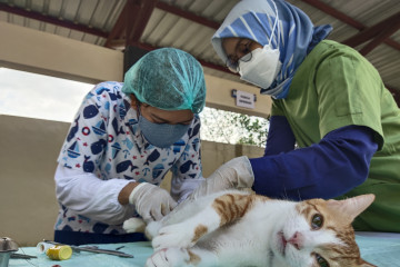 Balai Karantina Pertanian Palangka Raya gelar vaksinasi rabies gratis
