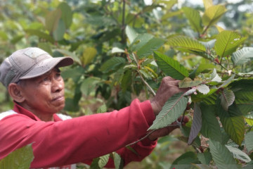 Menkes Budi serahkan polemik tumbuhan kratom kepada ahli