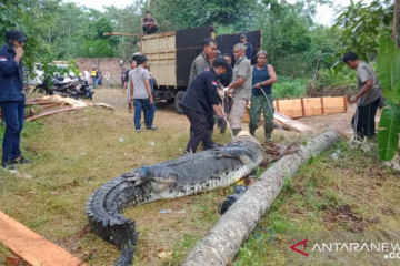 BKSDA Jambi evakuasi 11 buaya dari tempat penangkaran tak terurus