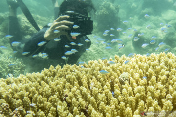 Wisata bawah air di Pulau Natuna