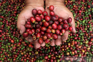 Panen kopi ekselsa di Banyuwangi