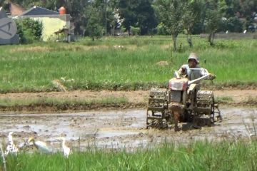 Mengoptimalkan peran penyuluh, tingkatkan produktivitas pertanian