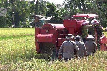 Tahun 2021 produksi padi Kalsel tetap surplus