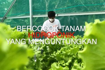 Bercocok tanam hidroponik yang menguntungkan