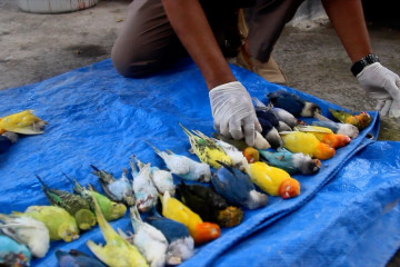 Cegah flu burung, BKP Ternate musnahkan 77 ekor unggas