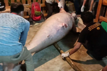 Dugong terdampar berhasil dievakuasi, tubuh dipenuhi luka