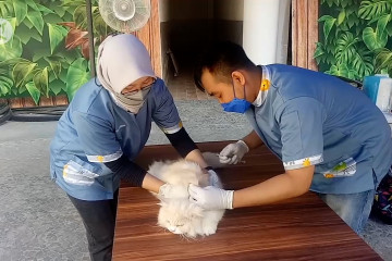 Hari Rabies Sedunia, Tangerang gelar vaksinasi rabies massal