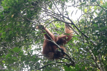 Kesekian kalinya orang utan dievakuasi dengan sejumlah peluru