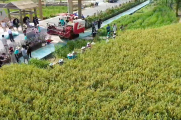 Melihat panen padi hibrida raksasa di Chongqing, China
