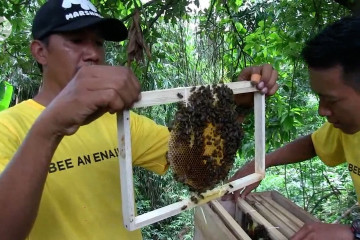 Ridwan Kamil luncurkan lebah madu petani milenial