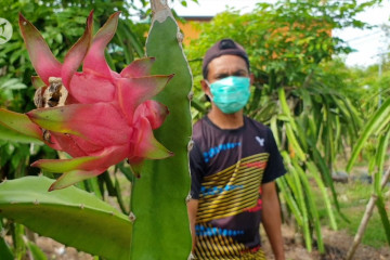 Terima bantuan pemerintah, petani buah naga raup untung saat pandemi