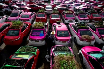 Garasi taksi Thailand diubah menjadi kebun sayur