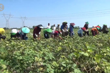 Kacang hijau dongkrak pertanian di Rungkang Brebes