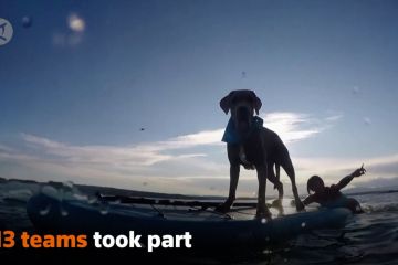 Keseruan kontes anjing dan pemilik di pantai Kroasia