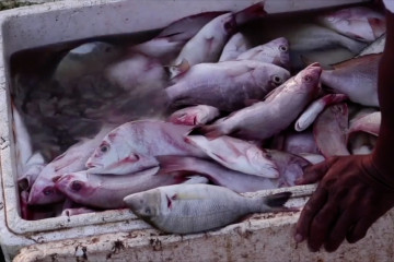 Menteri KP: Penangkapan terukur memudahkan nelayan mencari ikan