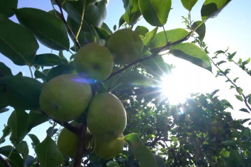 Menyambut musim panen buah pir harum di Xinjiang, China