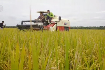 Meski pandemi, produksi padi di Jambi meningkat 