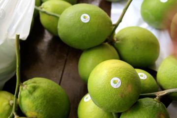 Budi daya lemon organik, ladang rupiah di masa pandemi