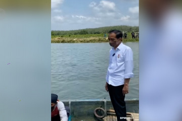 Gunakan perahu dayung, presiden tanam mangrove di Cilacap