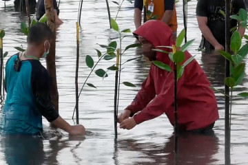 Presiden 'nyebur'  bersama warga untuk tanam mangrove